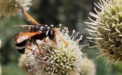 Hypodynerus labiatus