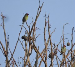Psilopogon malabaricus