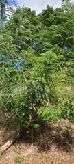 Albizia procera