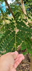 Albizia procera