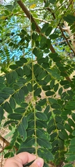 Albizia procera