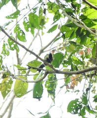 Machlolophus aplonotus