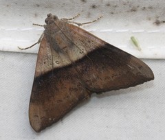 Oxyodes tricolor