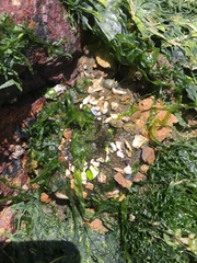 Anthopleura xanthogrammica