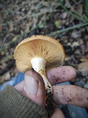 Lactarius mairei