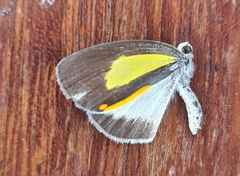 Eurema elathea flavescens