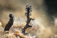 Entoprocta