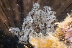 Entoprocta