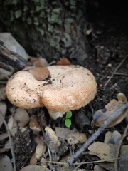 Lactarius mairei