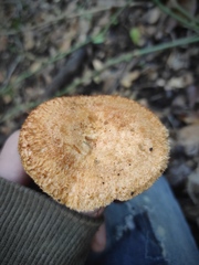 Lactarius mairei