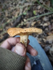 Lactarius mairei