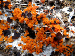 Pseudombrophila guldeniae