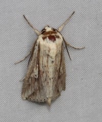 Mythimna decisissima