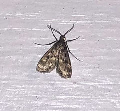 Araeomorpha diplopa
