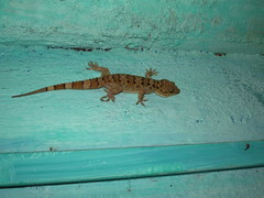 Hemidactylus maculatus