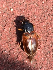 Anisodactylus sanctaecrucis