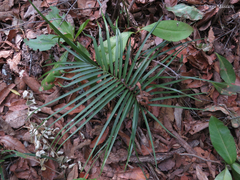 Zamia loddigesii
