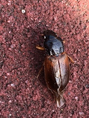 Anisodactylus sanctaecrucis