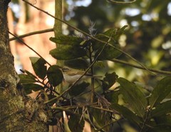 Phylloscopus occipitalis