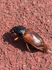 Anisodactylus sanctaecrucis