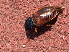 Anisodactylus sanctaecrucis