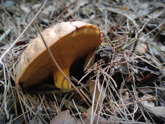 Suillus mediterraneensis