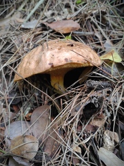Suillus mediterraneensis