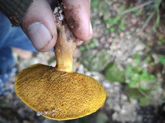 Suillus mediterraneensis