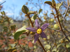 Solanum orbiculatum