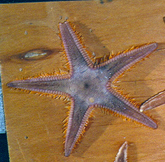Astropecten brasiliensis