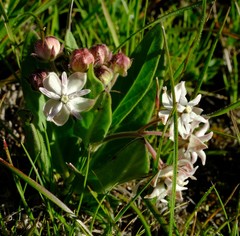 Asclepias humilis