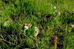 Asclepias humilis