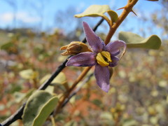 Solanum orbiculatum