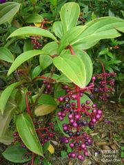 Medinilla multiflora