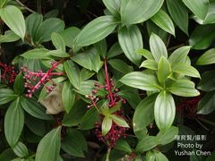 Medinilla multiflora