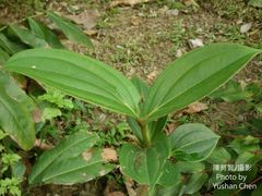 Medinilla multiflora