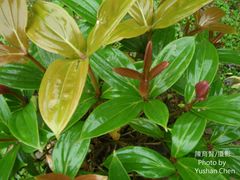 Medinilla multiflora