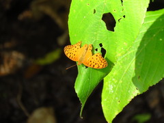 Phalanta phalantha phalantha