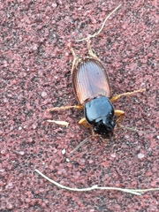 Anisodactylus sanctaecrucis