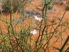 Scaevola basedowii