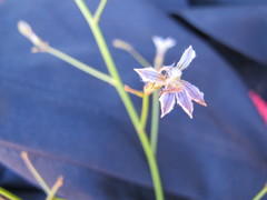 Scaevola basedowii