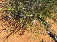 Scaevola basedowii