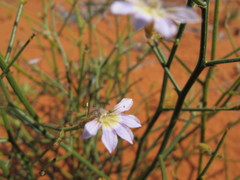 Scaevola basedowii
