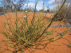 Scaevola basedowii