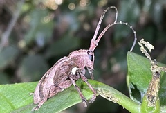 Phryneta coeca