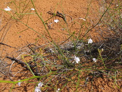 Scaevola basedowii