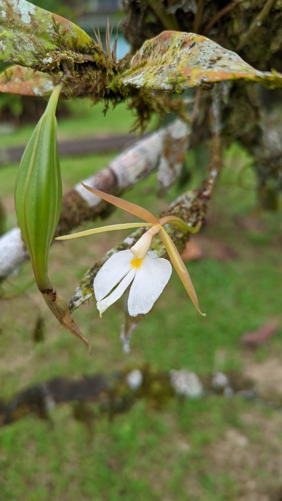 Epidendrum x nocteburneum Hágsater & L.Sánchez