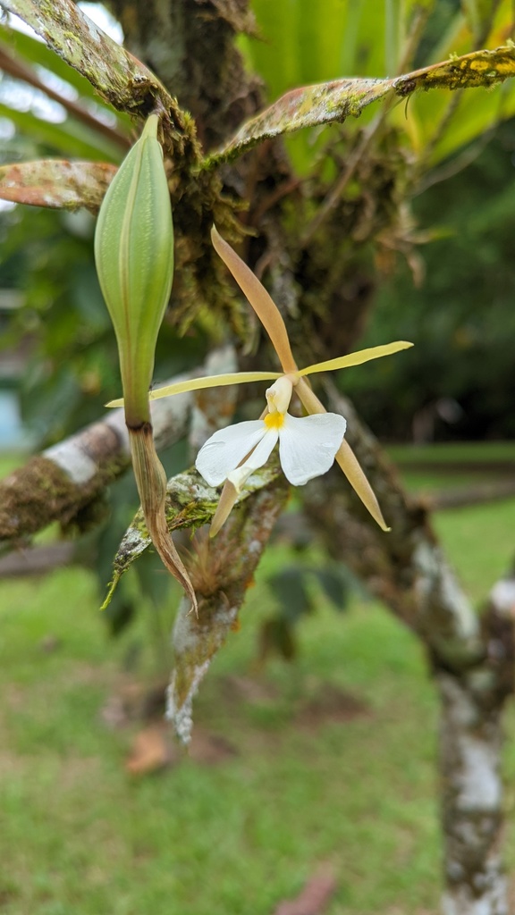 Epidendrum x nocteburneum Hágsater & L.Sánchez 2