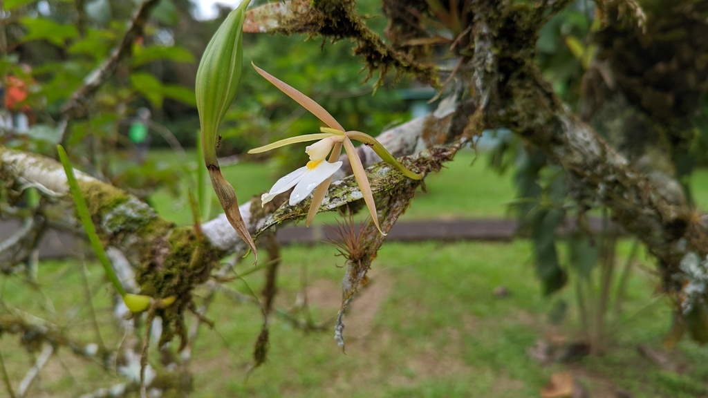 Epidendrum x nocteburneum Hágsater & L.Sánchez 3