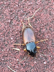 Anisodactylus sanctaecrucis